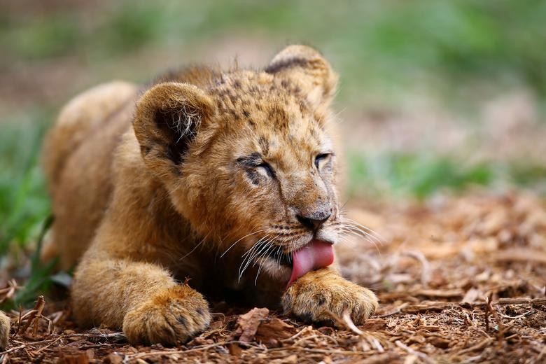 A newborn lion cub licks himself inside his cage after being born at Altiplano's zoo in San Pablo Apetatitlan, in Tlaxcala state, Mexico, November 20. REUTERS/Edgard Garrido